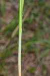 Jointed flatsedge